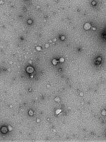 Atelier 273 - Applications thrapeutiques des vsicules extracellulaires
