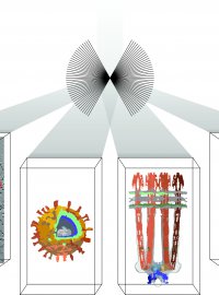 Atelier 283 - Tomographie cryo-lectronique : connecter les chelles du vivant