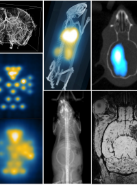 Atelier 288 - Nouvelles techniques dimagerie non-invasive de linflammation et de la rponse immunitaire